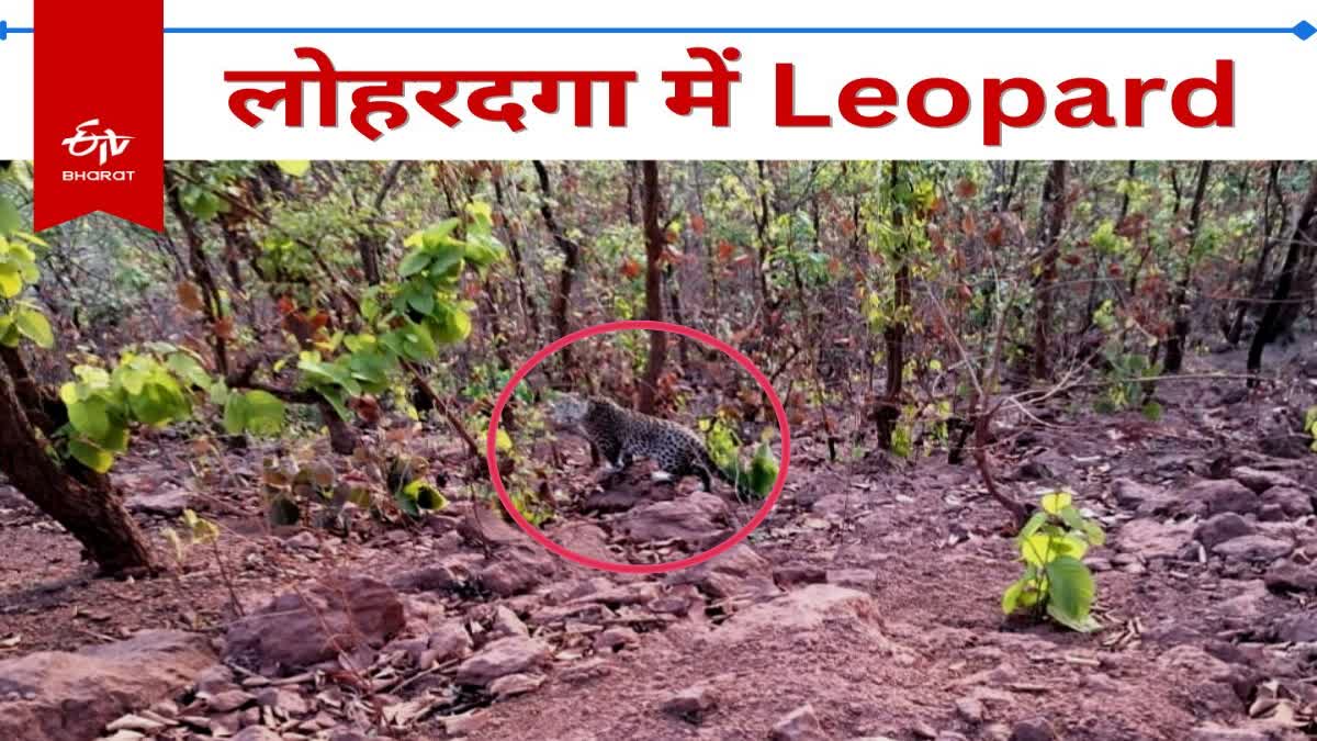 Panic among villagers due to leopard coming in forest of Lohardaga