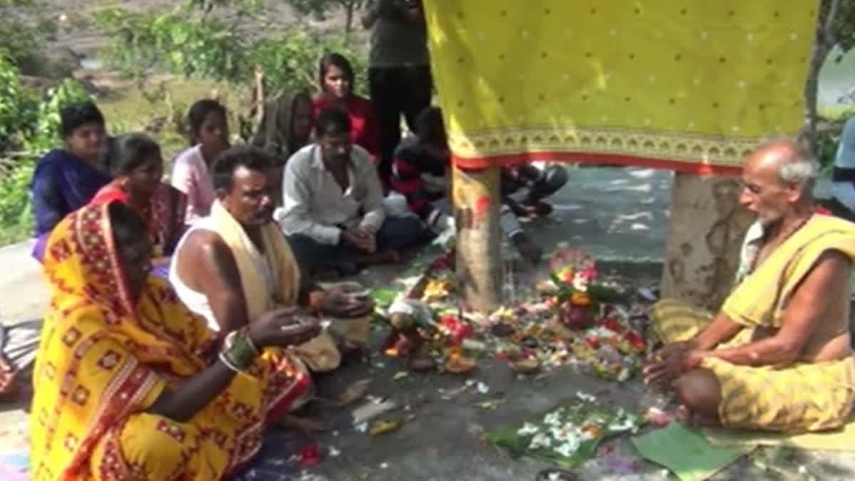 Marriage of Two Trees by Tribal community  in Koraput