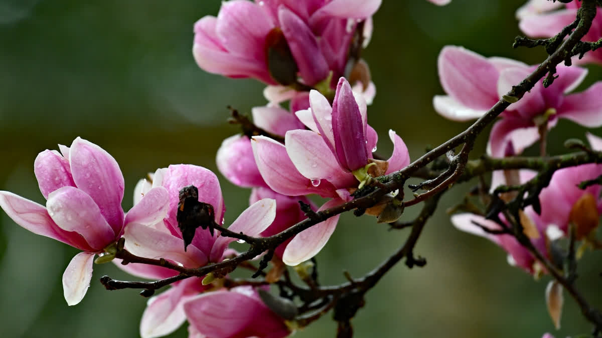 Magnolia tree compound inhibits Covid reproduction: Study