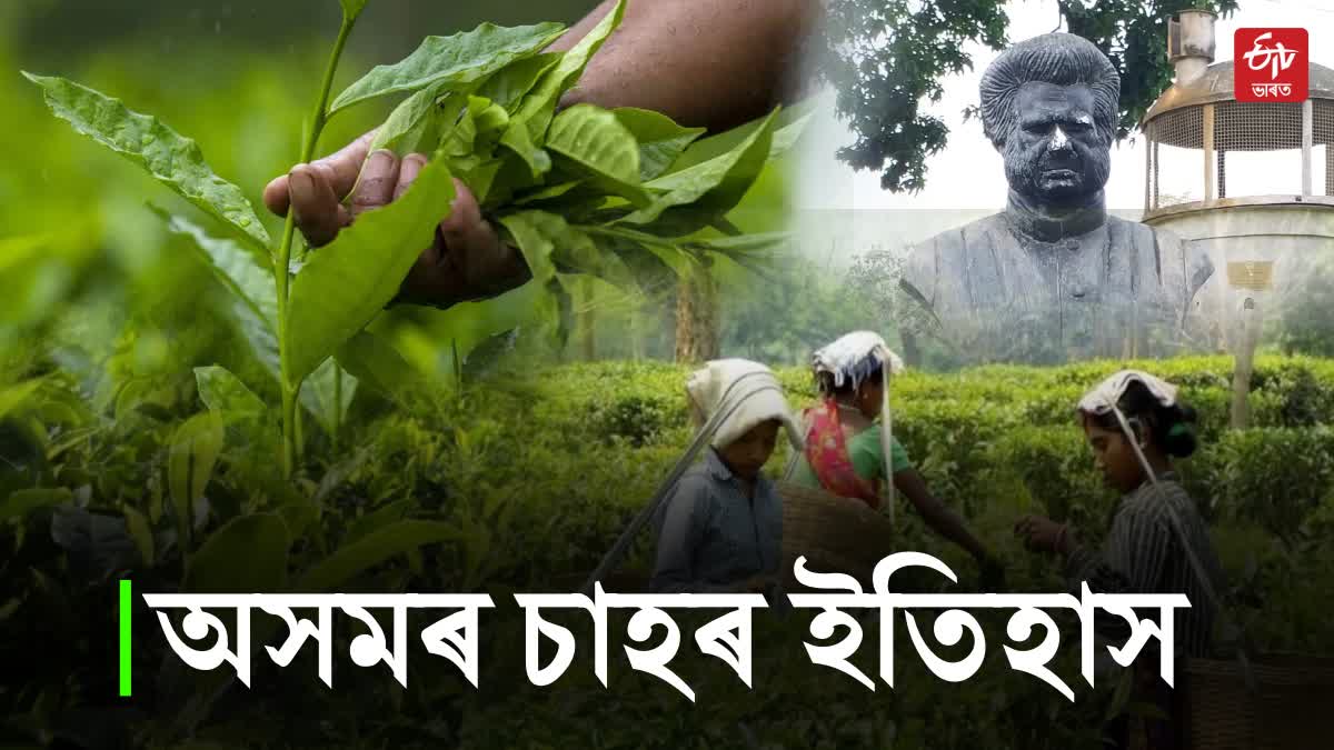 History of Assam tea