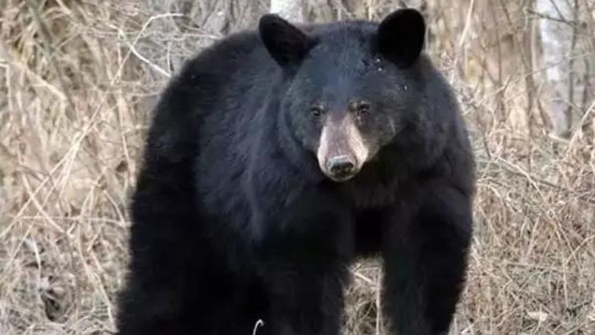 female bear dead body found in fencing wire