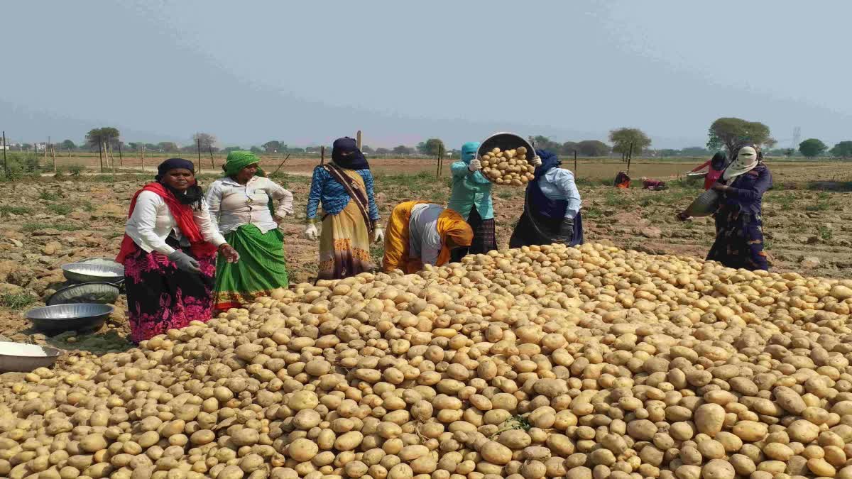 Agra potatoes export to NE