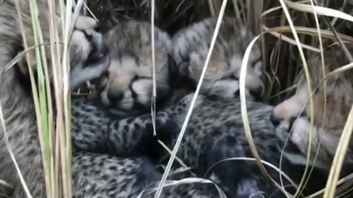 cheetah jawala cubs died