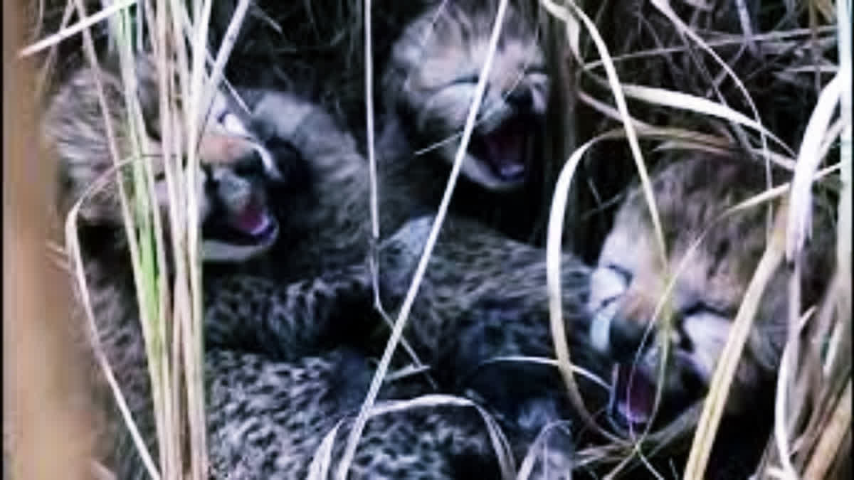 Cheetah cubs