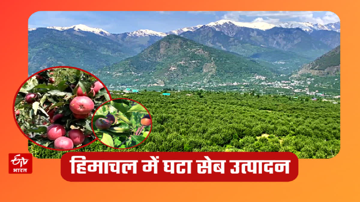 Apple production decreased in Himachal