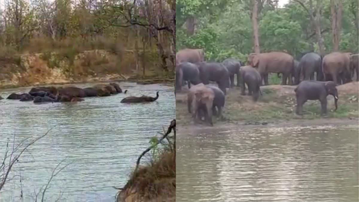 Elephants play in ponds of Dhamtari