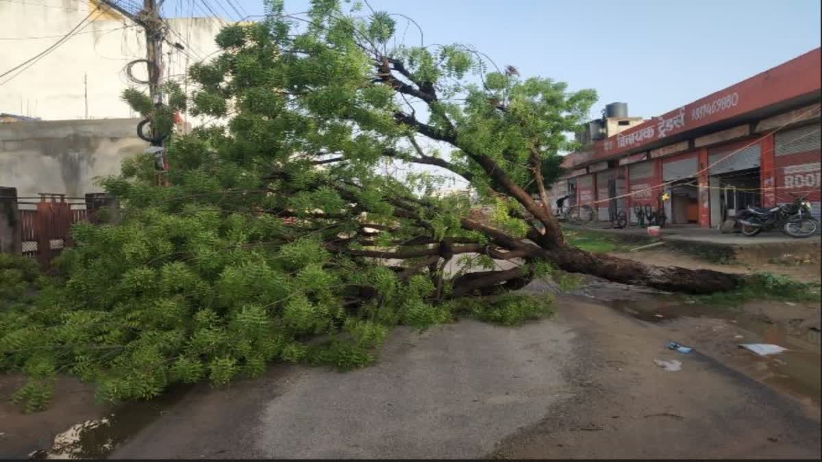 जयपुर में आंधी तूफान में गिरे पेड़