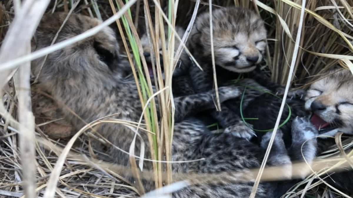 fourth cub of Cheetah Jwala condition is stable