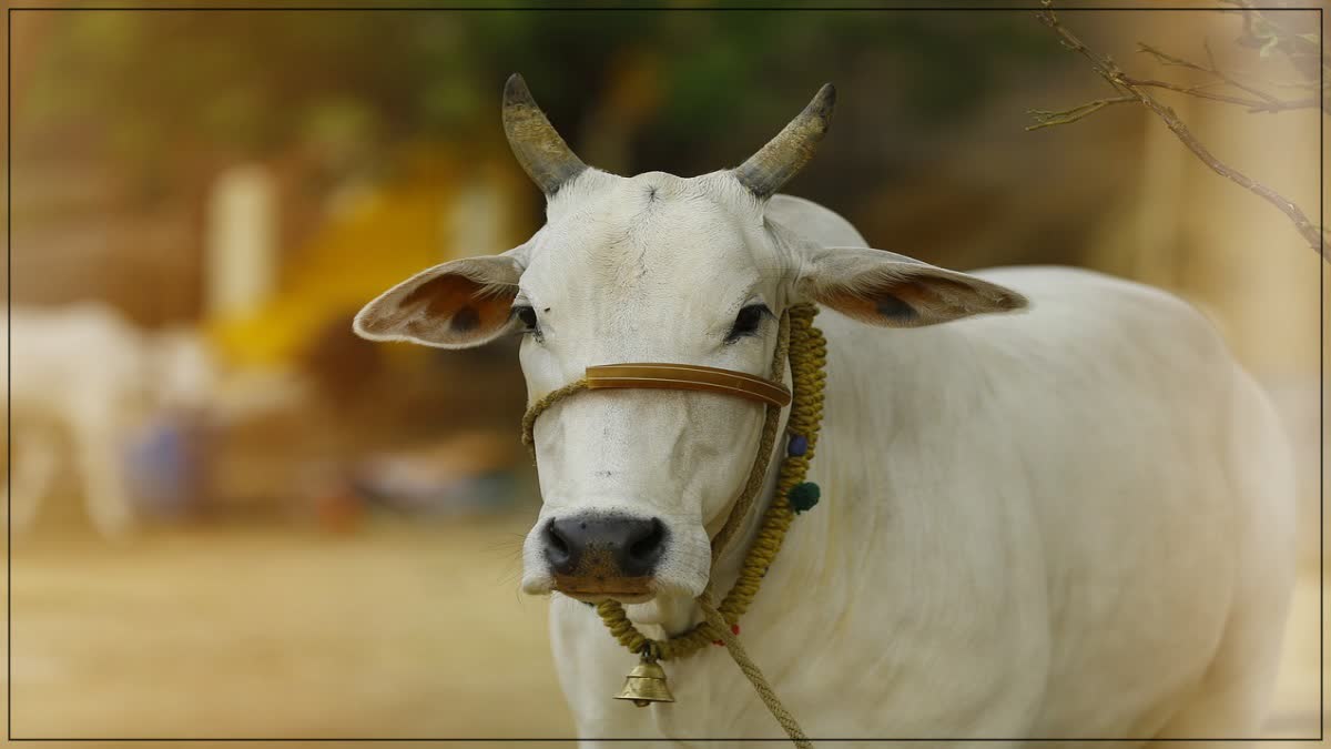 cow in Nashik