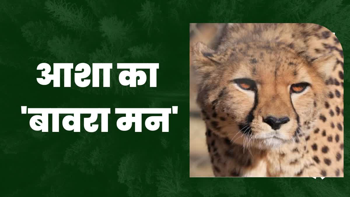 cheetah Asha ran away from Kuno