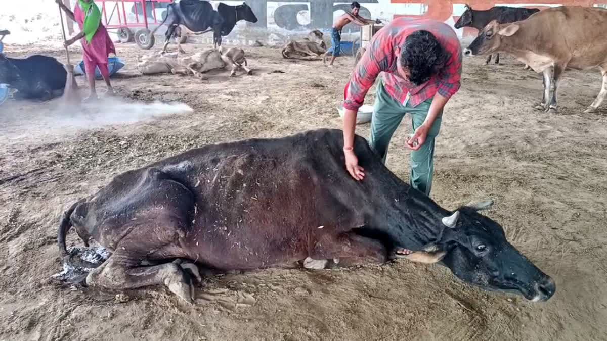 ಗೋವು ದವಾಖಾನೆ ಪ್ರಾರಂಭ