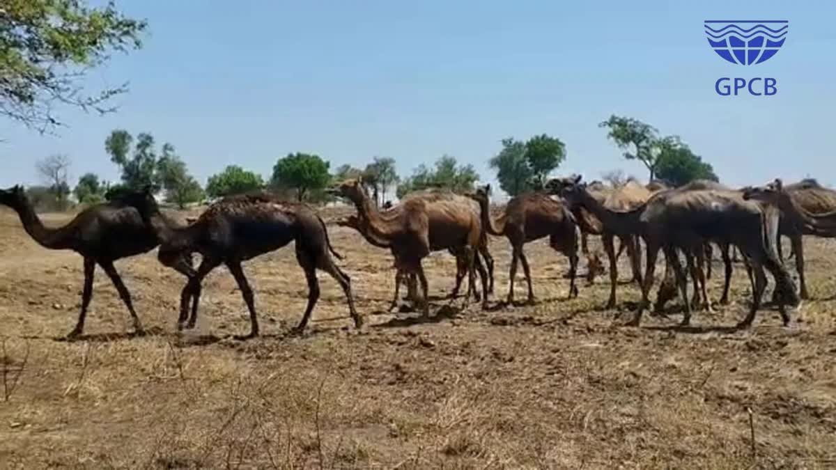 gpcb-fined-50-lakhs-ongc-for-kachchipura-death-of-more-than-25-camels-due-to-drinking-poisoned-water