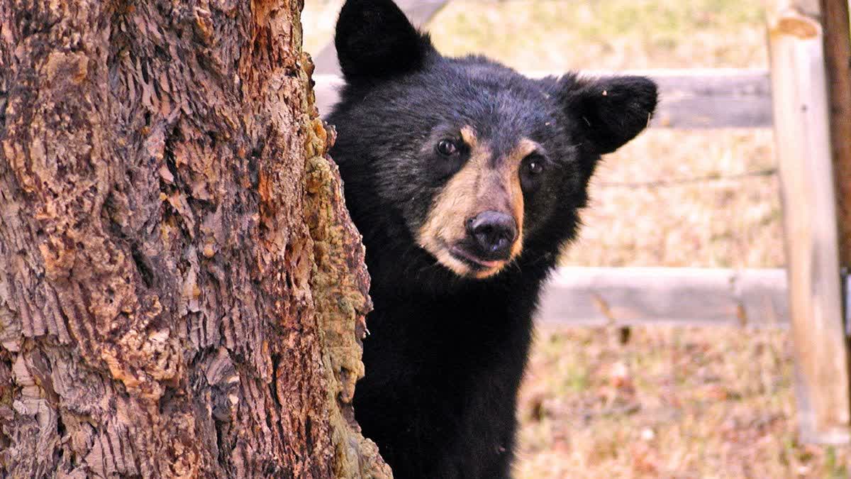 bear killed by vehicle stumble in kanker