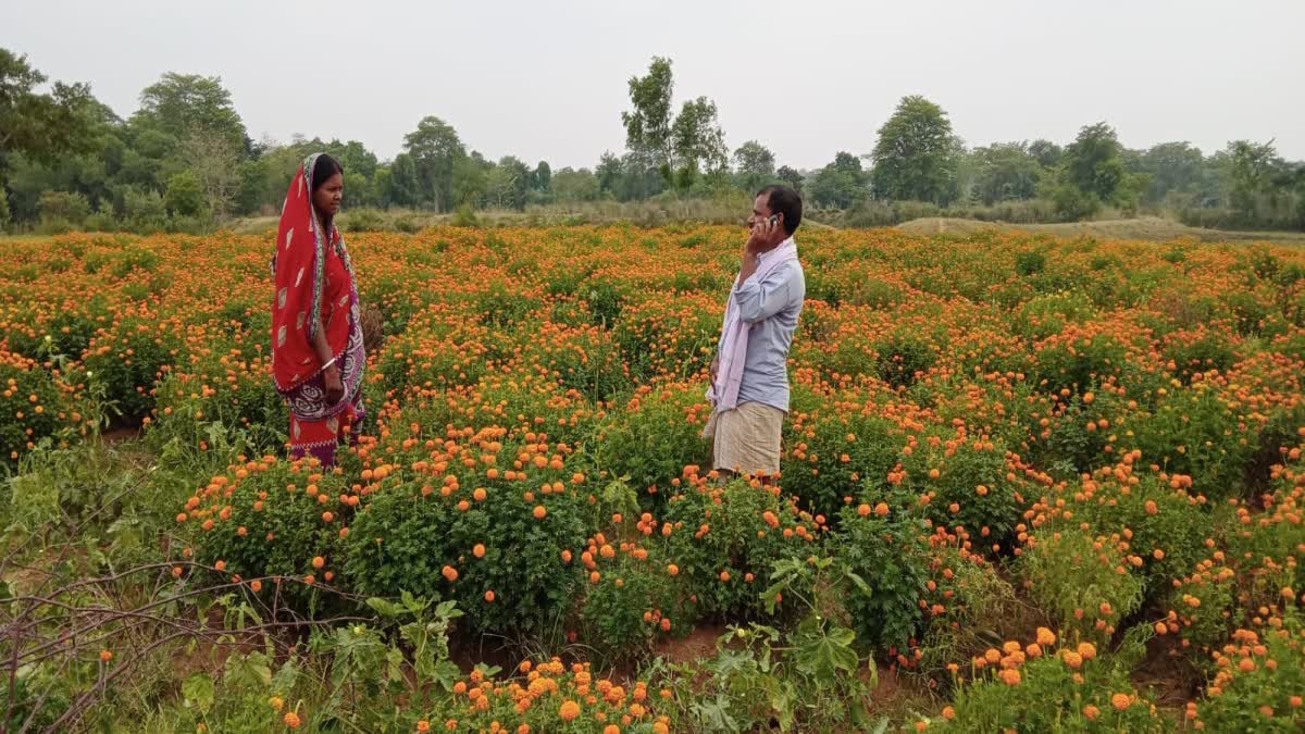 http://10.10.50.75//jharkhand/26-May-2023/jh-eas-01-flowers-farming-image-jhc10017_26052023174900_2605f_1685103540_974.jpg