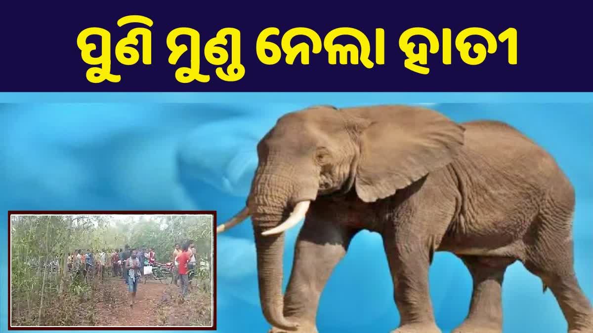 man killed in elephant attack at khordha