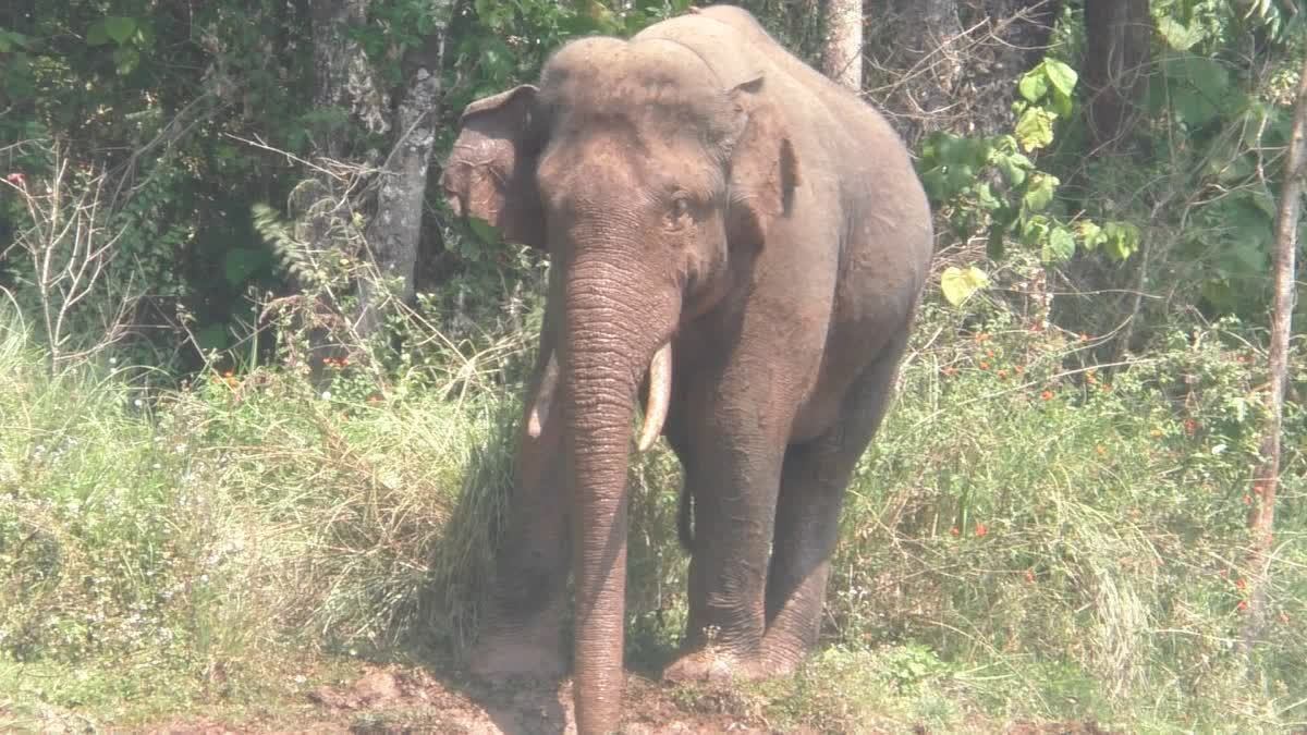 Mission 'Arikomban' successful, rogue elephant being shifted to Periyar Tiger Reserve