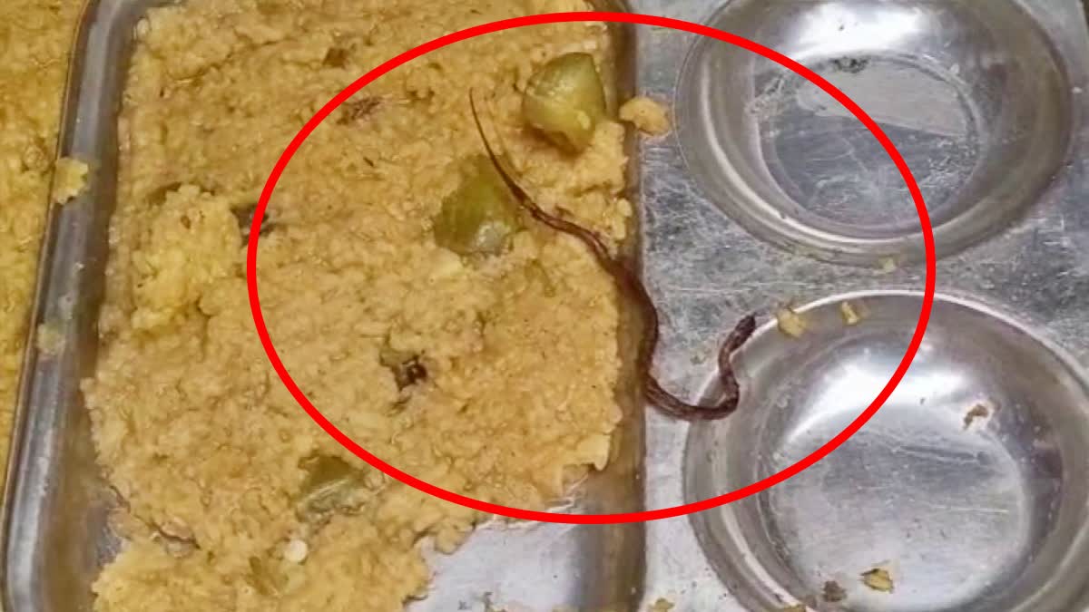 snake in mid day meal in bihar several students ill