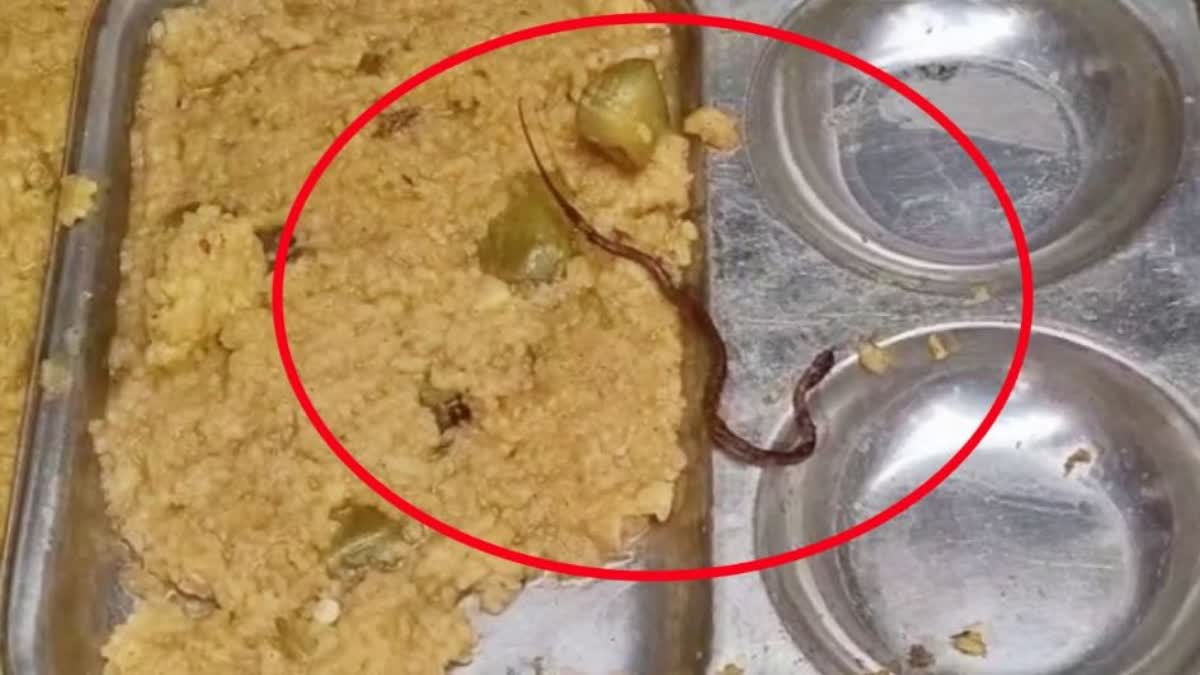 Snake found in mid day meal in Bihar several students fall ill  Snake found in mid day meal  Snake found in meal  school students fell ill  Snake found in school lunch  സ്‌കൂൾ ഉച്ചഭക്ഷണത്തിൽ പാമ്പ്  വിദ്യാർത്ഥികൾ ആശുപത്രിയില്‍  സ്‌കൂൾ ഉച്ചഭക്ഷണത്തിൽ പാമ്പിനെ കണ്ടെത്തി  വിദ്യാർഥികൾ ആശുപത്രിയില്‍  ഉച്ചഭക്ഷണത്തിൽ പാമ്പിനെ കണ്ടെത്തി  ഉച്ചഭക്ഷണം