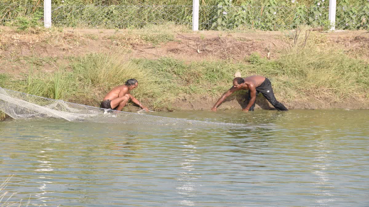 Vadodara News : M.COM થયેલા બ્રાહ્મણ યુવાને મત્સ્ય ઉદ્યોગ શરૂ કરીને કરી રહ્યો છે લાખોમાં કમાણી