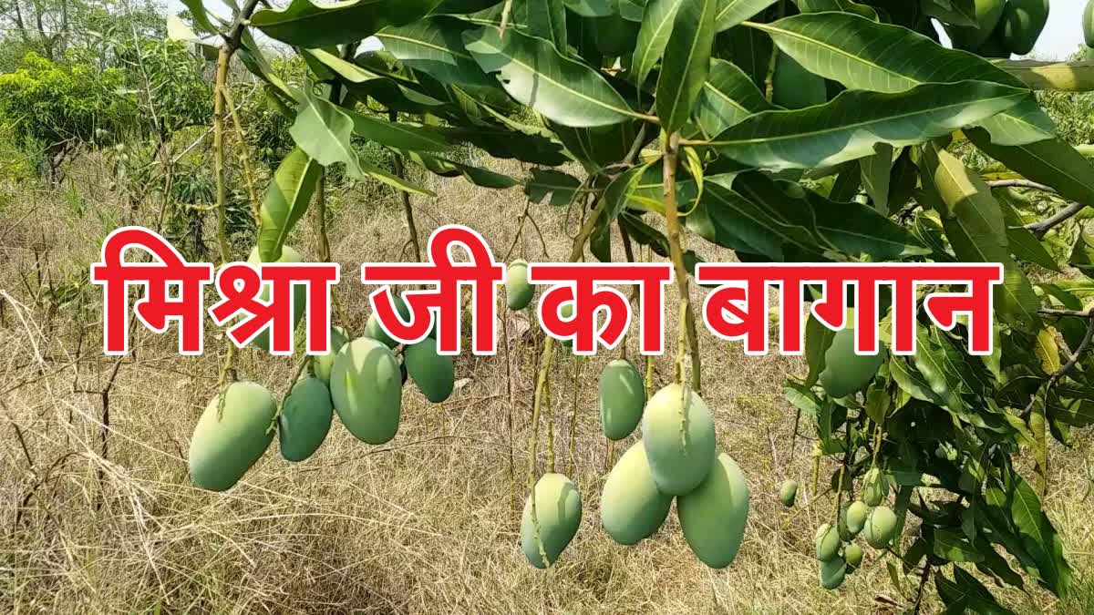 Anupam Mishra did mango gardening in Latehar