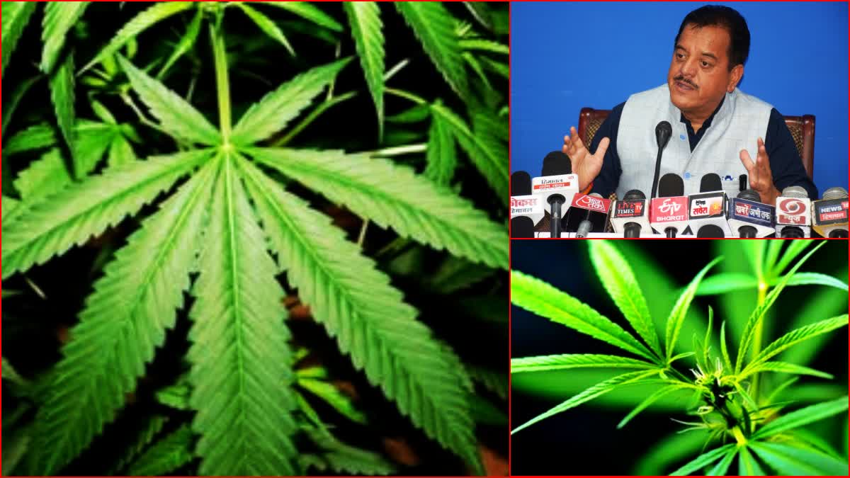 Govt will seek public opinion on cannabis cultivation in Himachal.