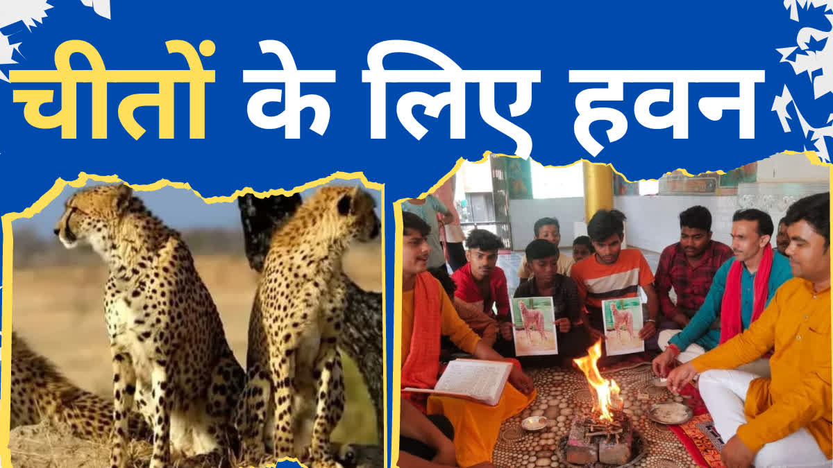 Sunderkand for health of cheetahs in sheopur