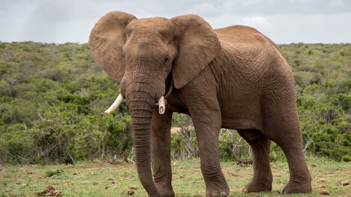 Balrampur Elephant