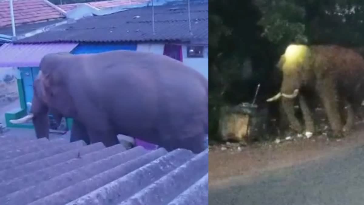 Coimbatore elephant