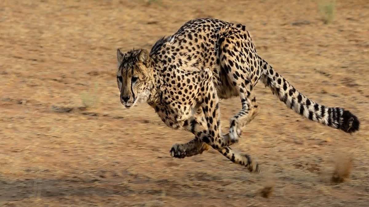 south african female cheetah Nirva