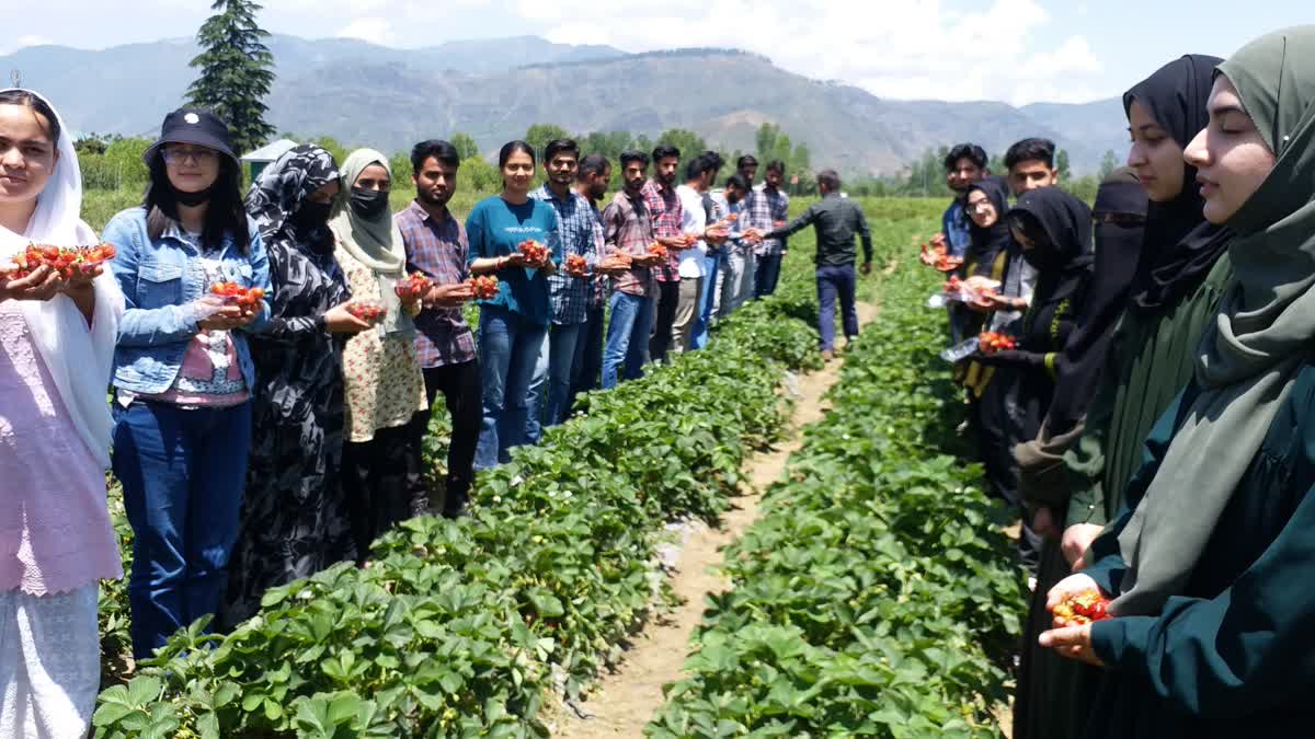 اسٹرابیری کی عمدہ فصل سے کسانوں میں خوشی