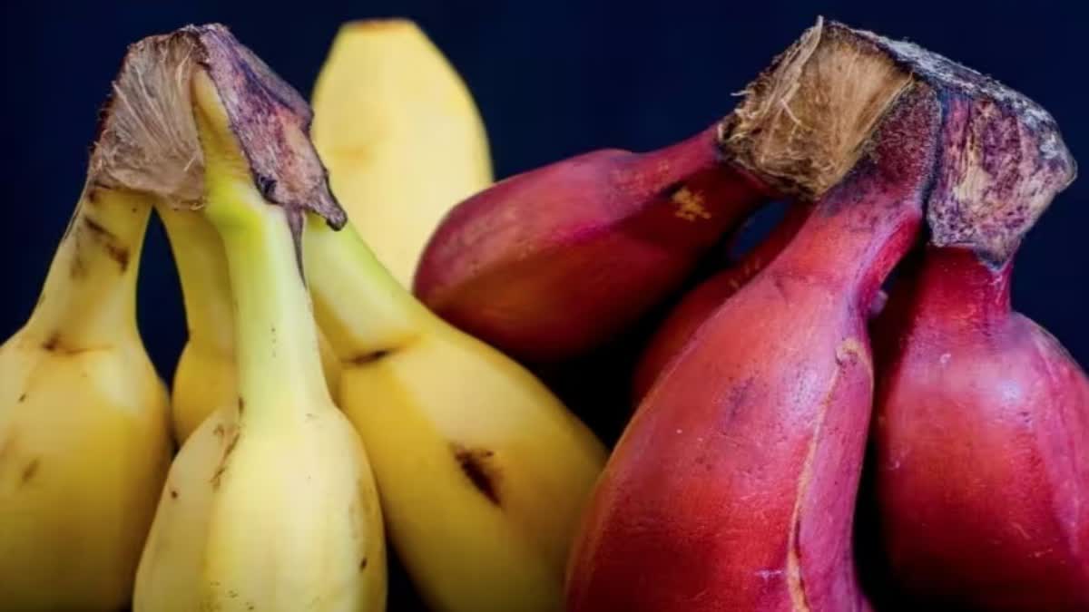 Red Banana Benefits