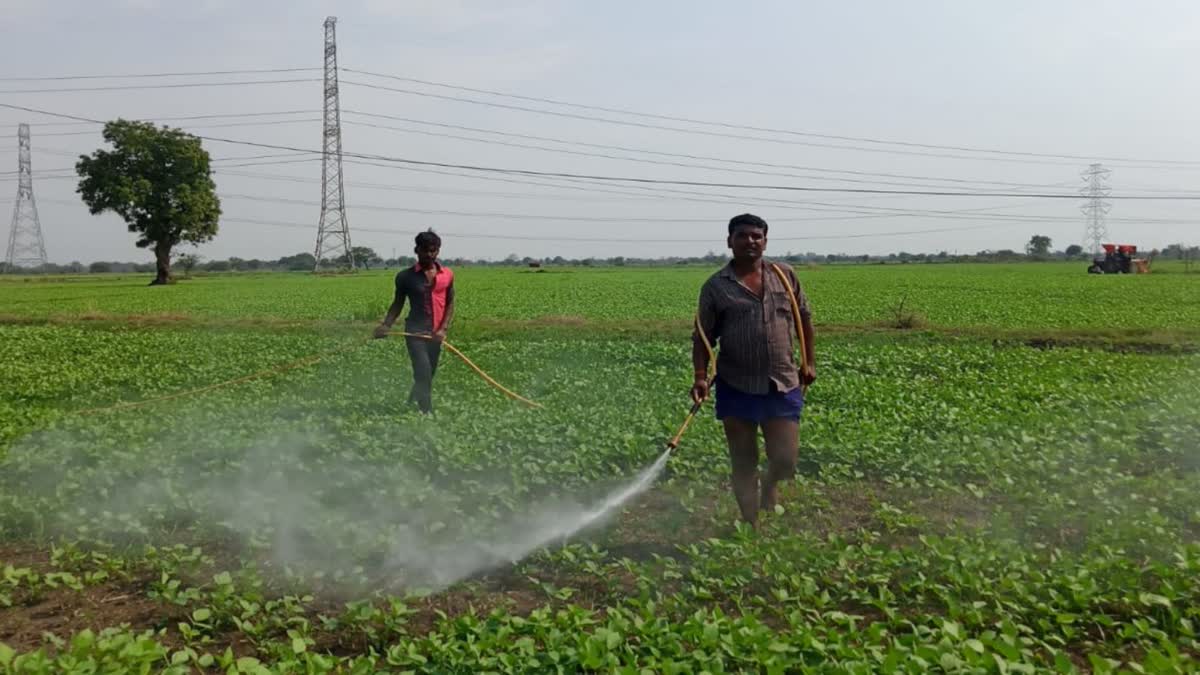 Spraying liquor in moong crop