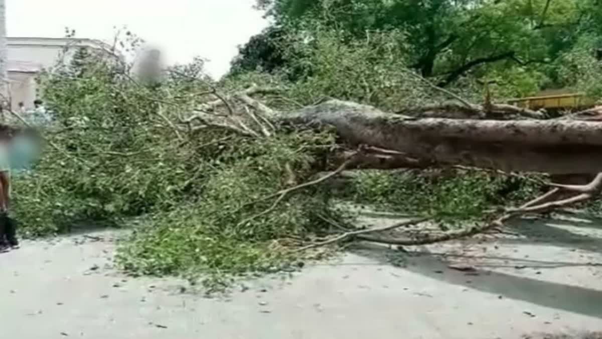 Surat Weather News : સુરતમાં ભારે પવન સાથે વરસાદ, સુરત ફાયર વિભાગને ઝાડ પડવાના કુલ 71 કોલ મળ્યાં