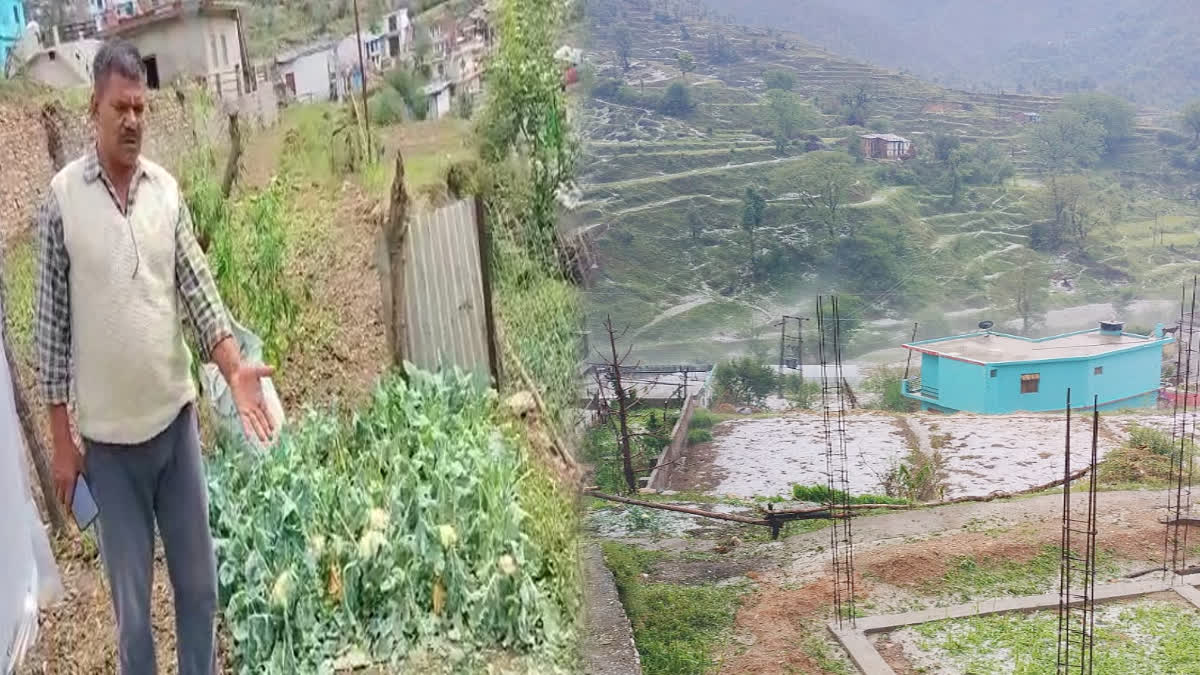 Crop Damaged by Hail in Someshwar