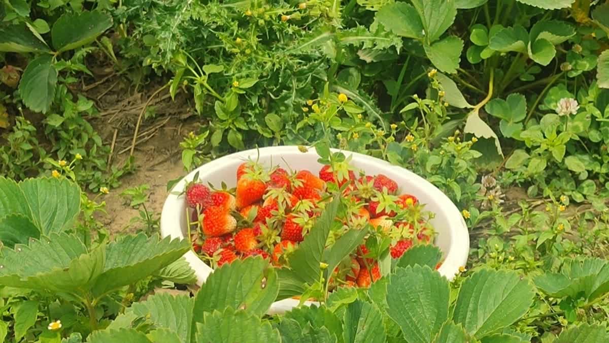 Strawberry harvesting in Kashmir