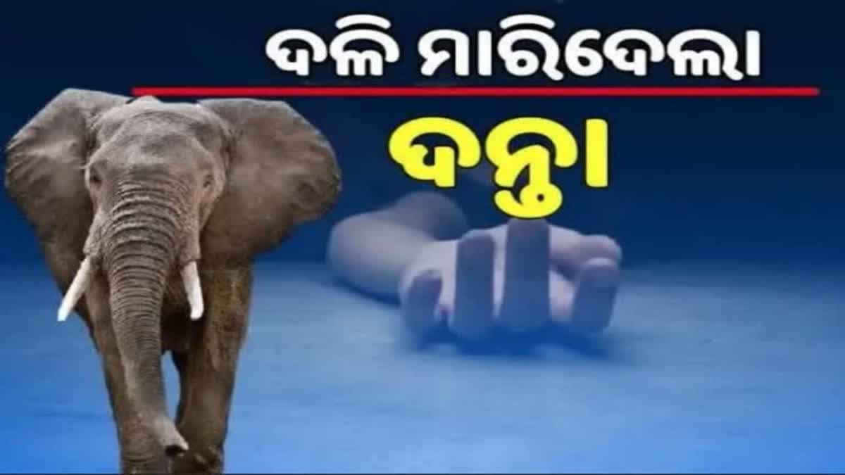 elephant attack in dhenkanal
