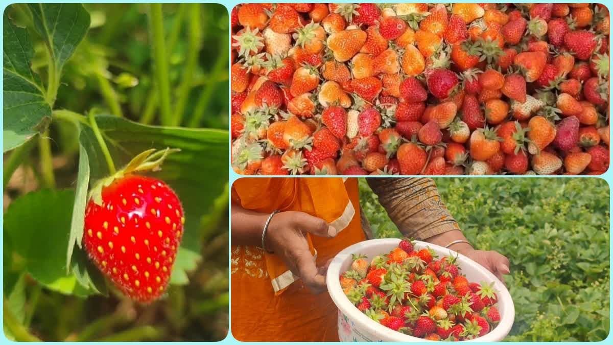 Strawberry harvesting in Kashmir