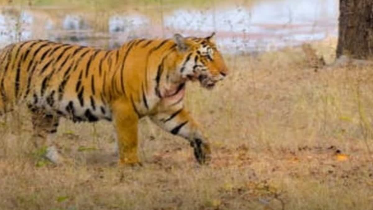 Tiger injured in Melghat