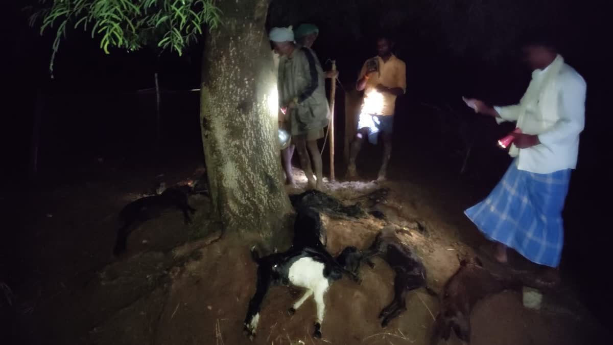 25 sheep killed in Haveri lightning strike  Rain in Haveri  Haveri rain loss  ಹಾವೇರಿಯಲ್ಲಿ ಸಿಡಿಲಿಗೆ ಇಬ್ಬರಿಗೆ ಗಾಯ  25 ಕುರಿಗಳು ಸಾವು  ಒಂದೆಡೆ ಸಿಡಿಲಿಗೆ ಇಬ್ಬರು ಗಾಯ  ಮತ್ತೊಂದೆಡೆ 25 ಕುರಿಗಳು ಸಾವನ್ನಪ್ಪಿರುವುದು ವರದಿ  ರಾಜ್ಯದ ಕೆಲ ಭಾಗಗಳಲ್ಲಿ ಪೂರ್ವ ಮುಂಗಾರು ಆರ್ಭಟ  ಡಿಲಿನ ಜೊತೆ ಧಾರಾಕಾರ ಮಳೆ  ಹಾವೇರಿ ಜಿಲ್ಲೆಯ ವಿವಿಧಡೆ ಬುಧವಾರ ಸಂಜೆ ಮಳೆ