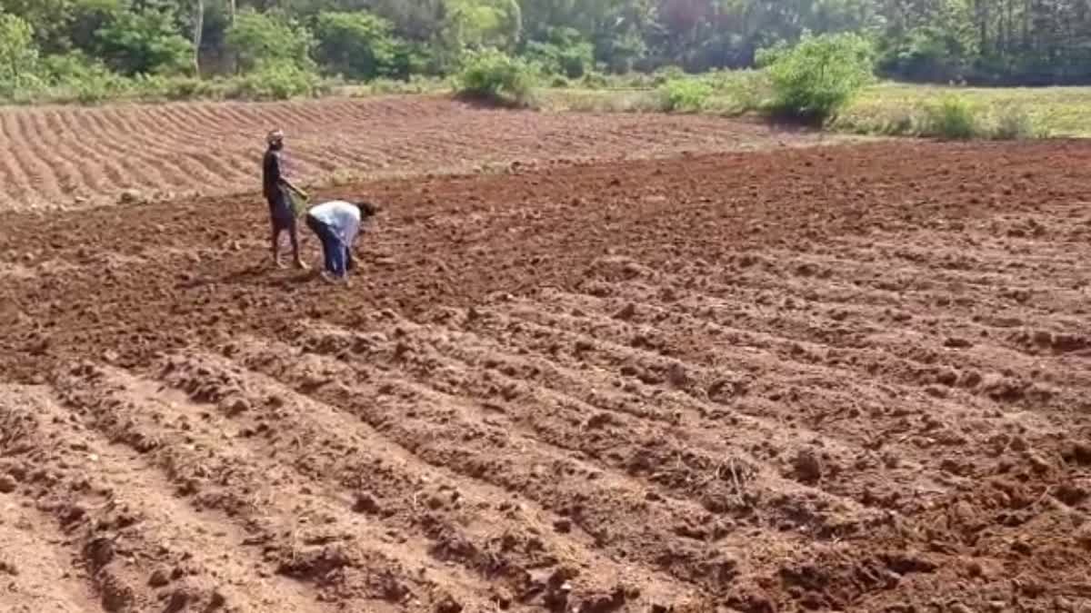 Potato crop loss