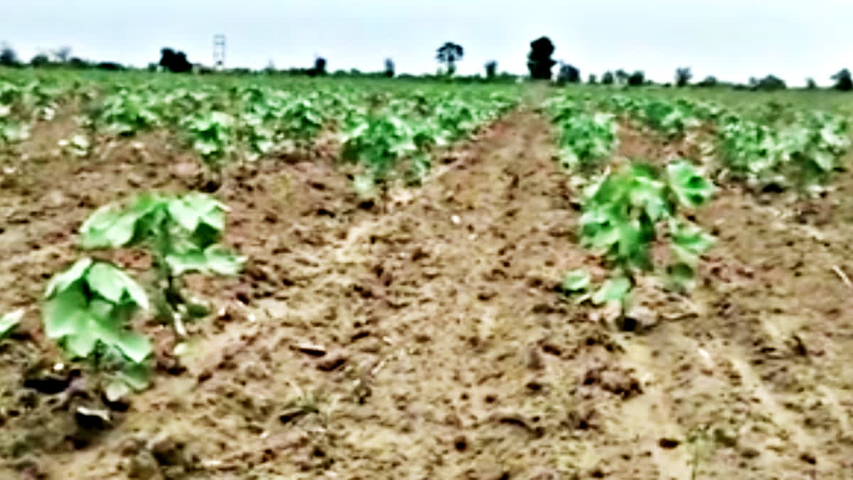 rain benefits cotton crop in sirsa