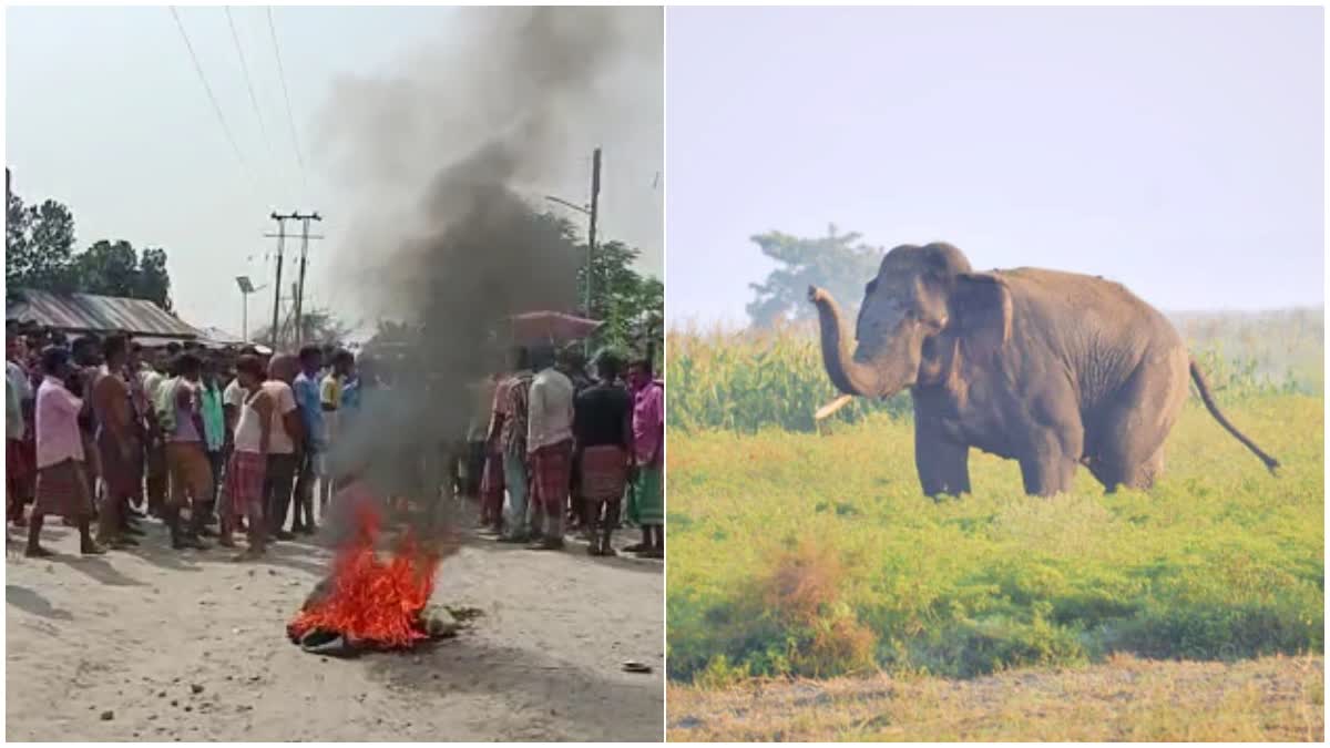 Agitation on Elephant Attack