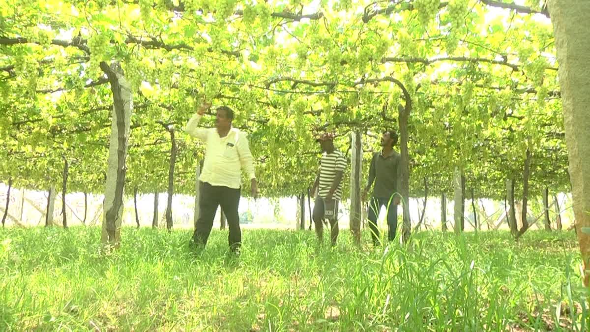 chikkaballapur-grapes-price-hike-farmers-happy