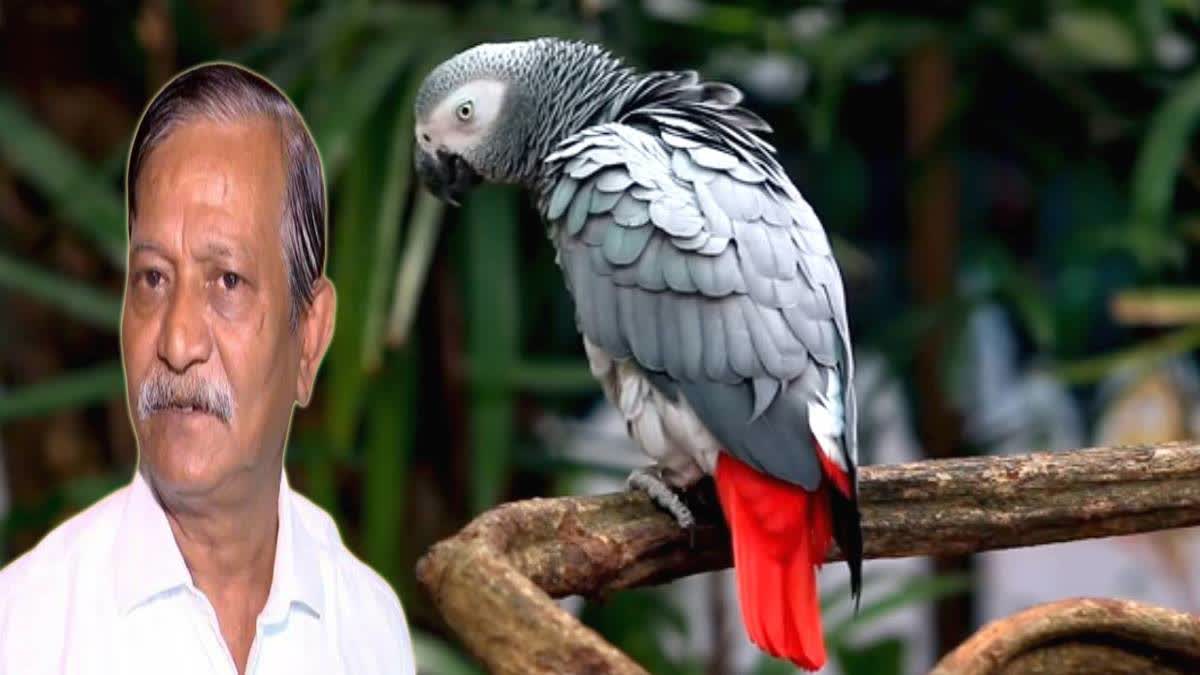 Bird Lover Kalighater Kaku