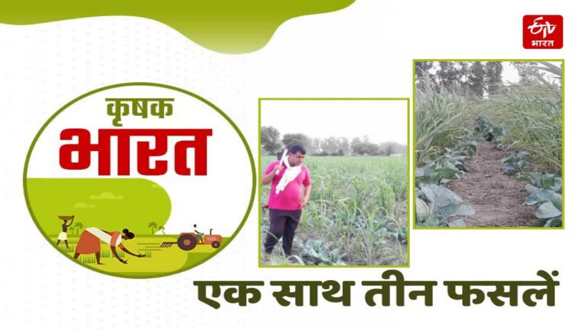 Cultivation of three crops together in Panipat