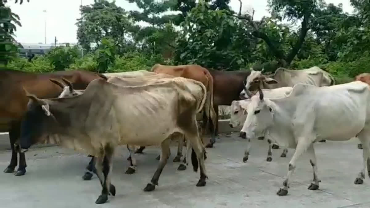 Dairy Department Will Buy Cow Dung From Cattleman