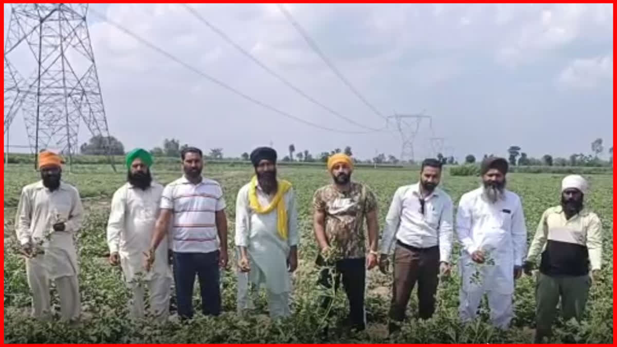 melon and radish crops in Kapurthala