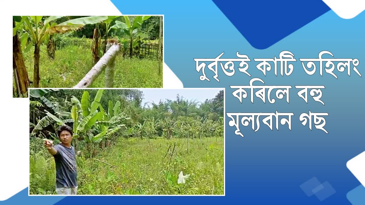 Unknown person cuts trees in Lakhimpur
