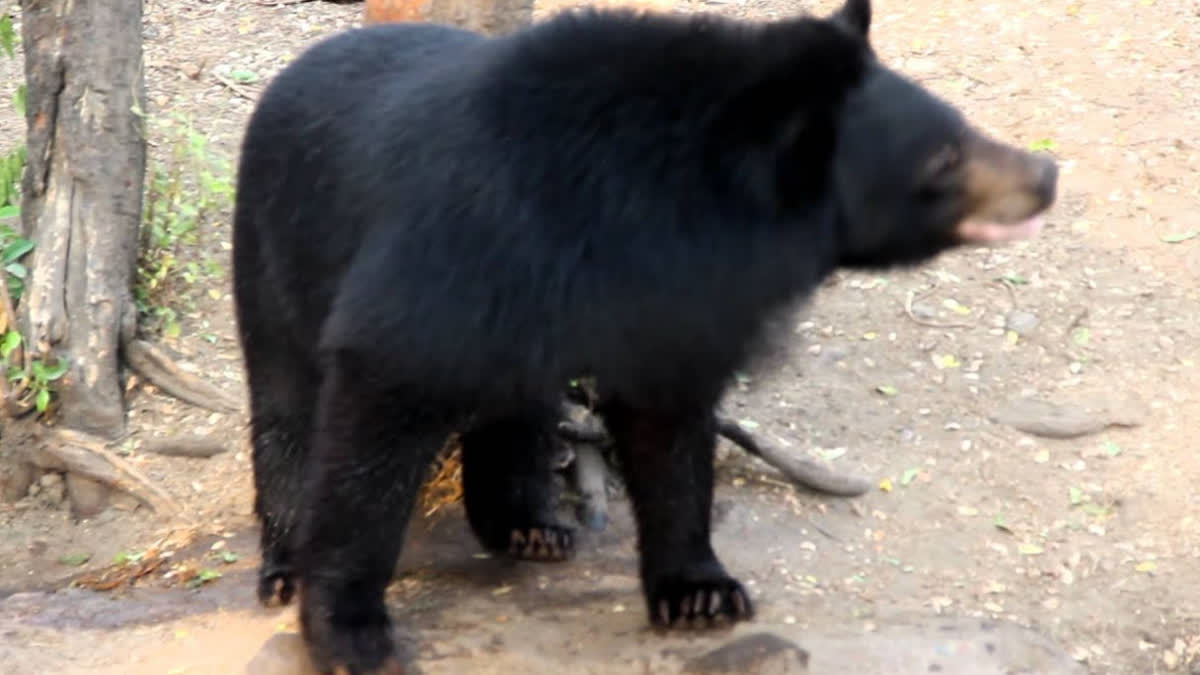 Panic among people due to roaming of bears