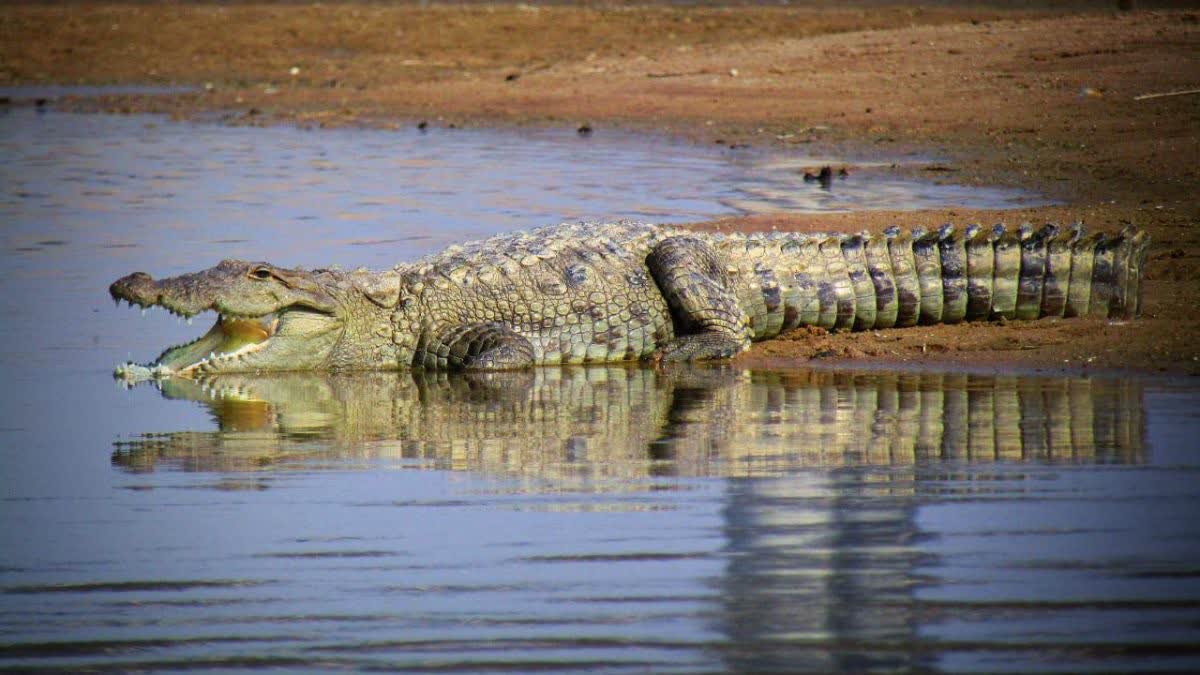 alligators in Chambal river